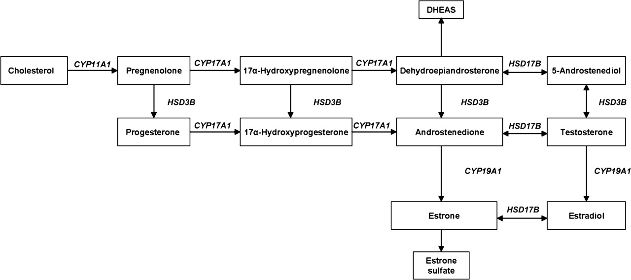 Hapten Conjugates With Matching Antibodies For Sex Hormone Testing Creative Diagnostics