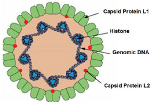 Human Papillomvirus Antigens - Creative Diagnostics