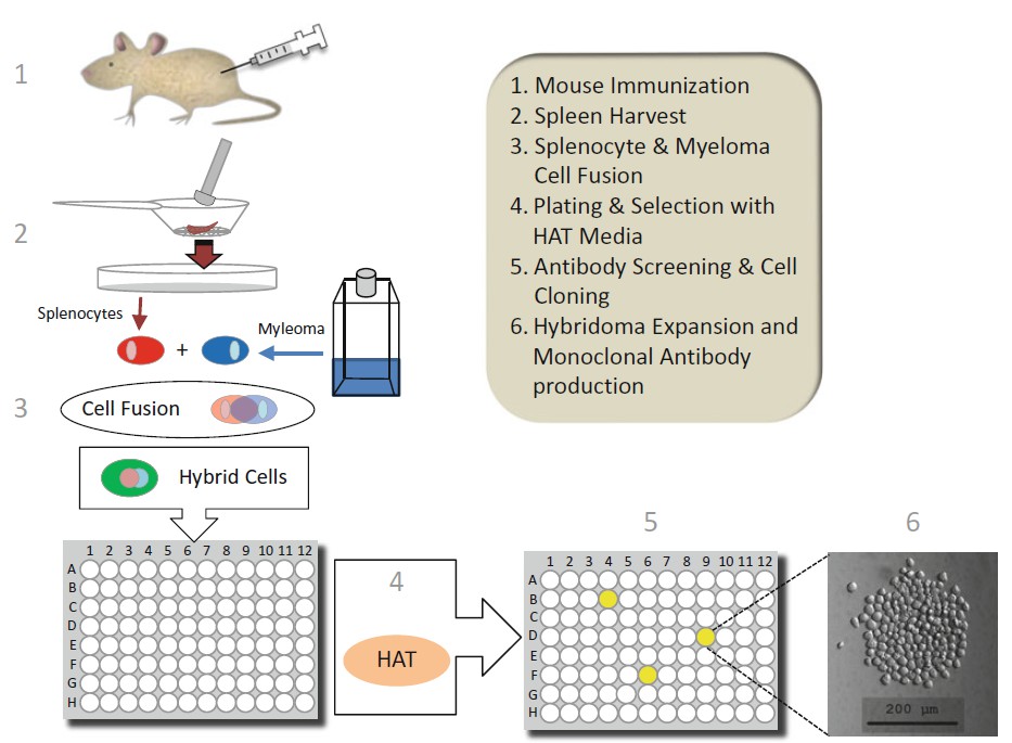 Hybridoma Technology Protocol - Creative Diagnostics