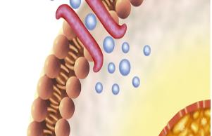 IGF-1 Signaling Pathway