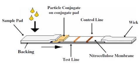 Typical layout of a lateral flow test strip