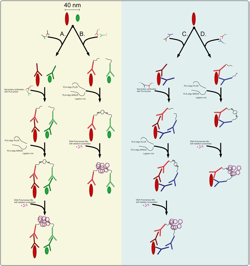 In Situ PLA Protocol - Creative Diagnostics