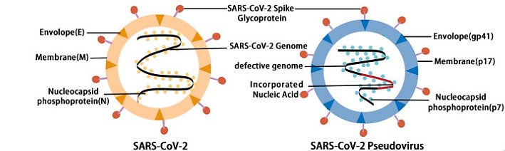 Pseudovirus Neutralizing Antibody Detection Service - Creative Diagnostics