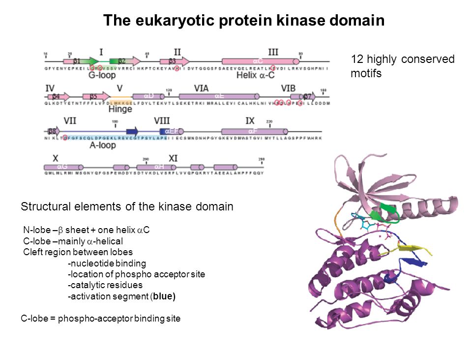 tyrosine kinase structure