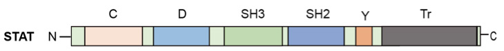 The domain structure of a STAT protein