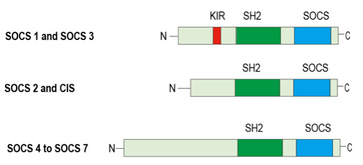 The structure of SOCS proteins