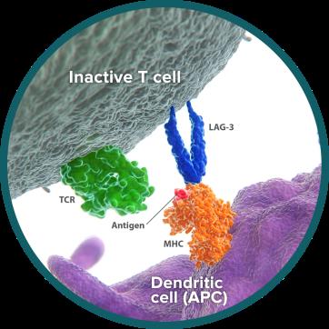 LAG3/MHC class II signaling pathway