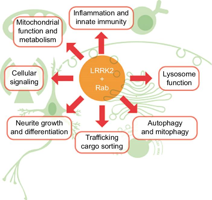 LRRK2 Signaling Pathway