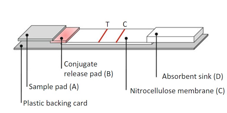 Protocol For Lateral Flow Immunoassay Creative Diagnostics   Lateral Flow Immunoassay Protocol 1 