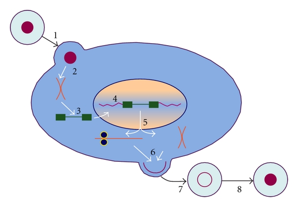 The orthoretroviral replication cycle1 