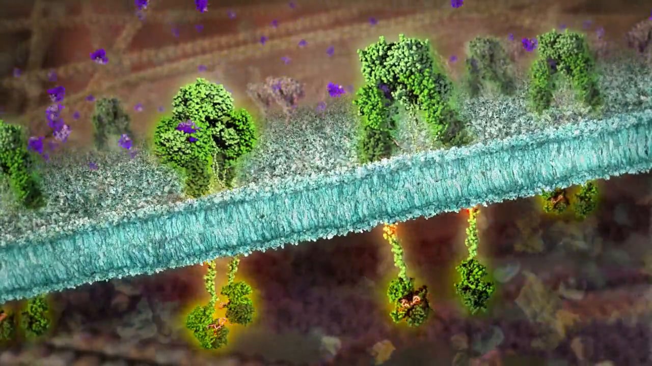 Macrophage Polarization Signaling Pathway