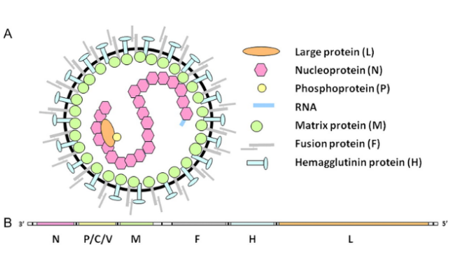 rubeola virus structure