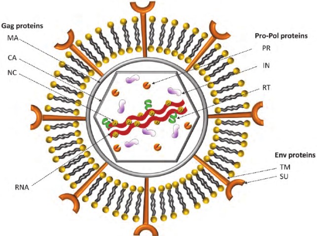 the Schematic Model of Murine Leukemia Viruses