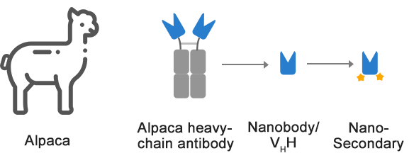 Nano Secondary Antibodies