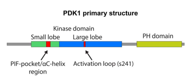 PDK-1 primary structure