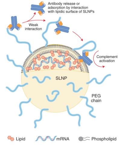 Schematic representation of potential adsorption of anti-PEG antibodies on the surface of LNPs9.