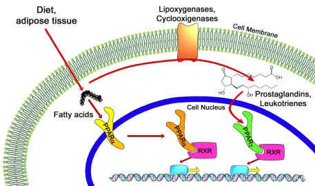 PPAR Signaling Pathway