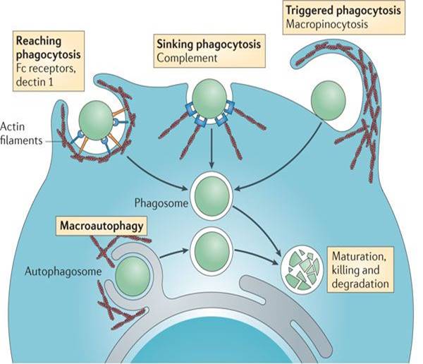 Immunology Topics - Creative Diagnostics