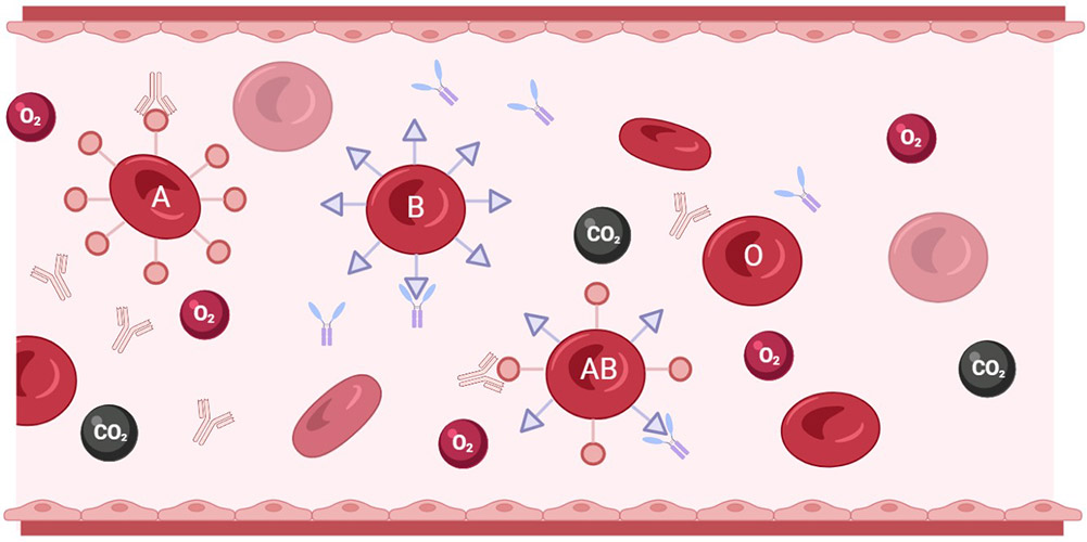 blood type chart antigens antibodies