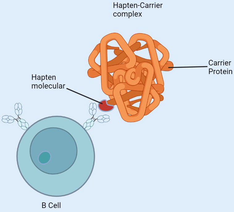 Small Molecule Antibodies - Creative Diagnostics