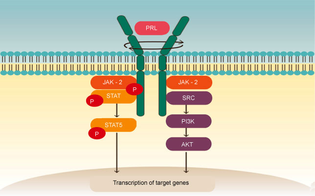 Prolactin Products - Creative Diagnostics