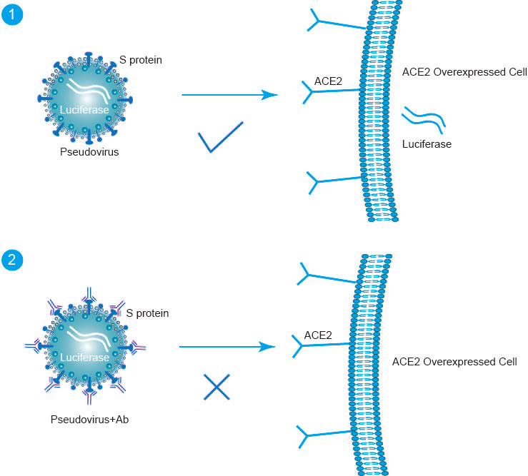 Sars Cov 2 Pseudovirus Neutralization Assay Creative Diagnostics