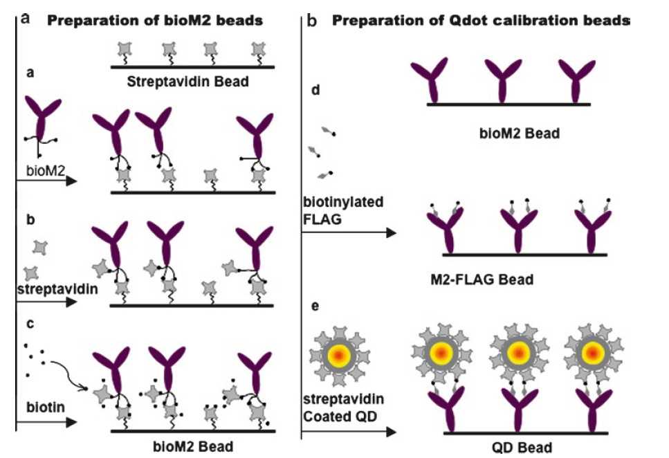 Quantum Dots for Quantitative Flow Cytometry Protocol - Creative ...