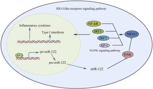 RIG-I like Receptor Signaling Pathway