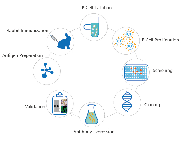 Rabbit Monoclonal Antibodies Creative Diagnostics