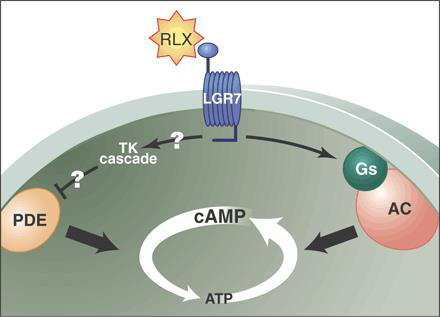 Relaxin signaling pathway