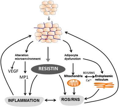 Resistin Signaling Pathway