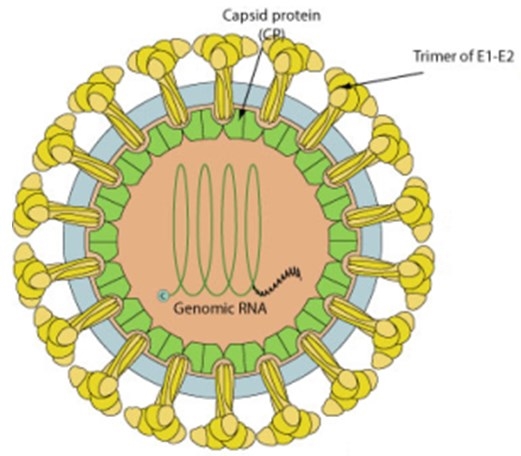 measles virus life cycle