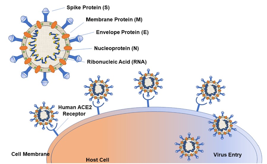 SARS-CoV-2 - Creative Diagnostics