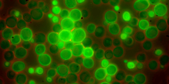 Saccharomyces Antigens