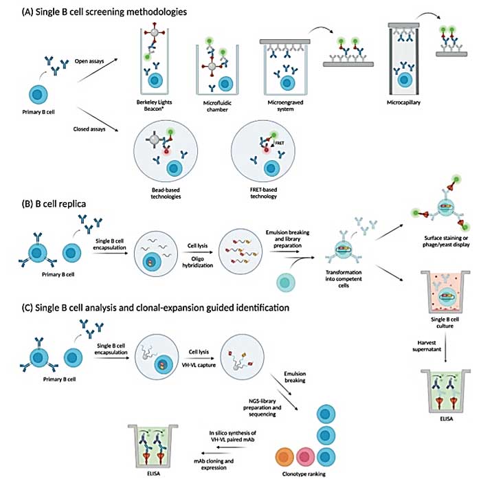 Single B Cell Antibody Discovery - Creative Diagnostics