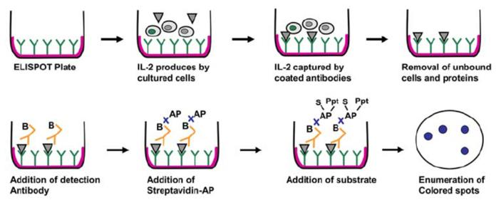 Single Cells Cytokine Secretion Measurement By Elispot And Elisa Protocol Creative Diagnostics