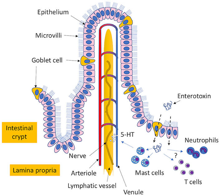 Staphylococcal Enterotoxin From Staphylococcus Aureus - Creative ...