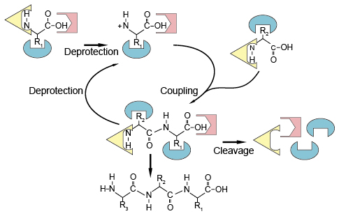 Synthetic Peptides - Creative Diagnostics