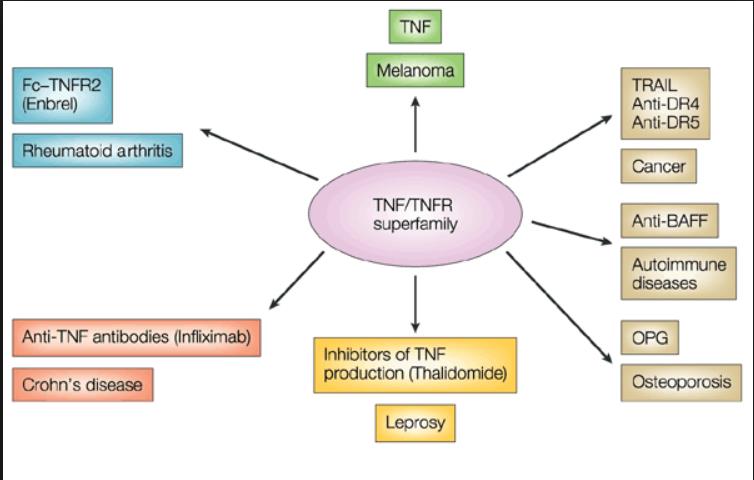 TNF-α Signaling Pathway