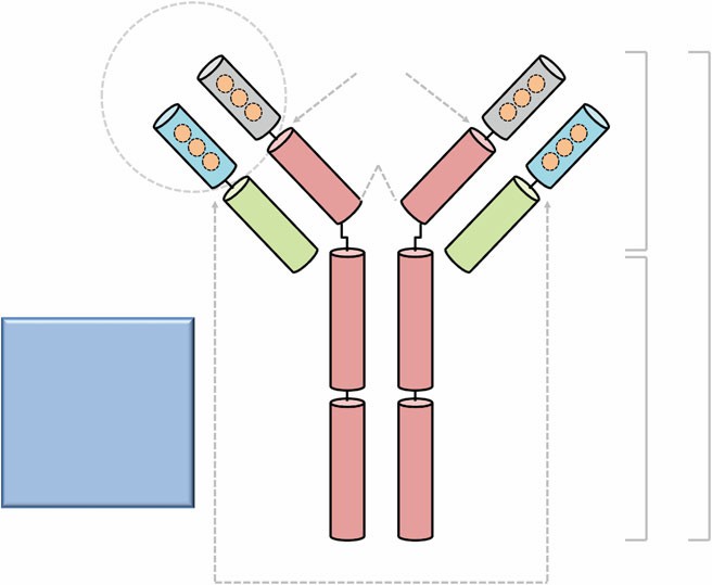 The Biochemical Properties of Antibodies and Their Fragments Protocol ...