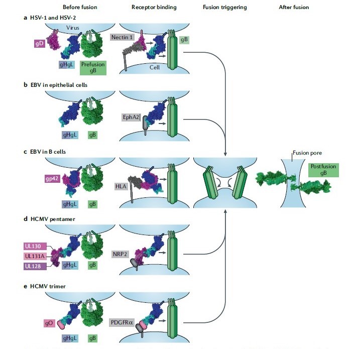 Herpesvirus Entry - Creative Diagnostics