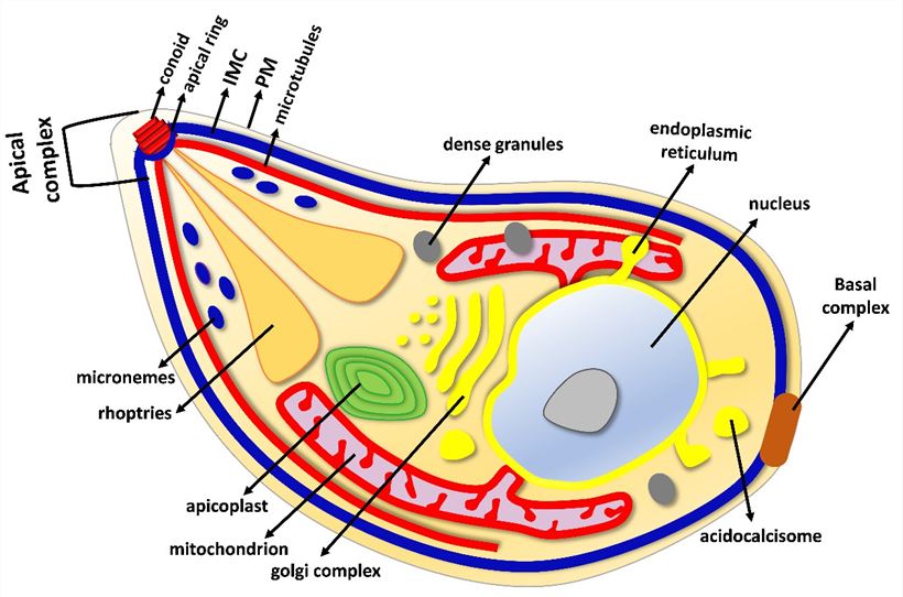 The major organelle structures of T. gondii tachyzoite