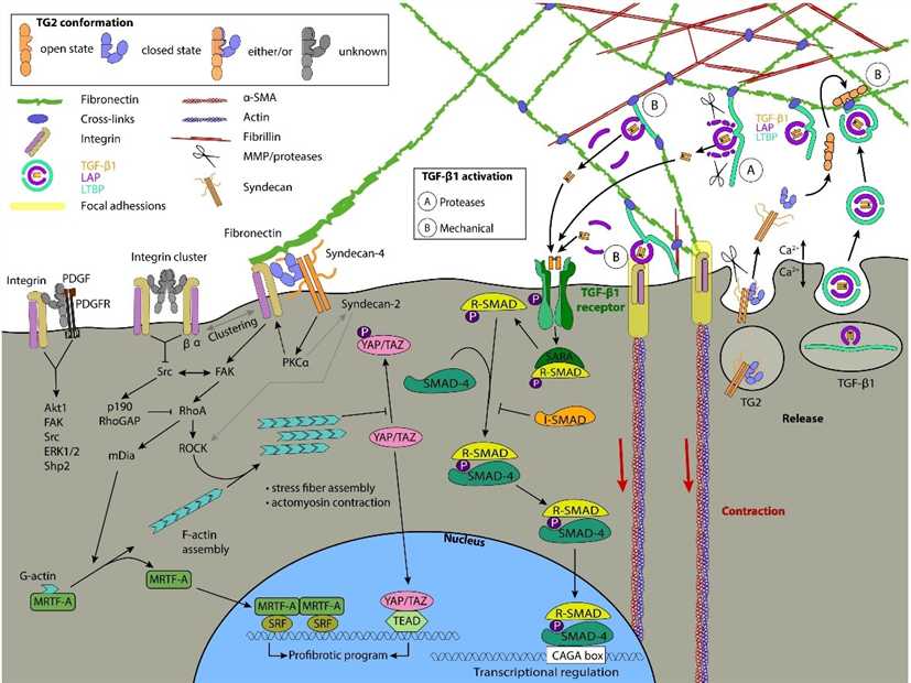 Transglutaminase: Multifunctional Biomarker In Diagnosis And ...