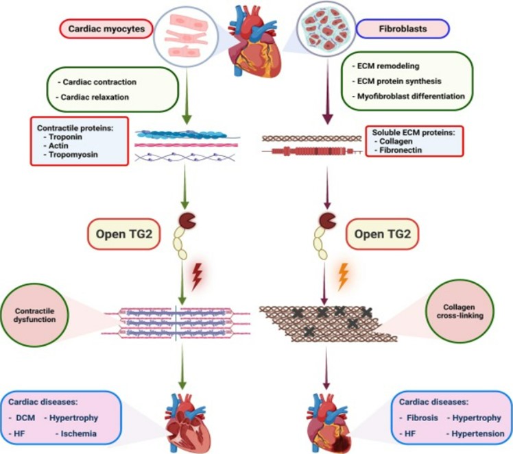 Transglutaminase: Multifunctional Biomarker In Diagnosis And ...