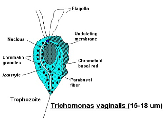 trichomonas