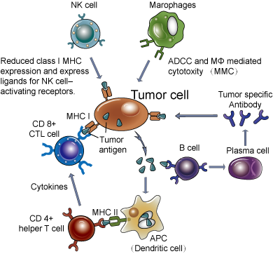 Tumor Immunity - Creative Diagnostics