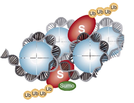 Ubiquitin-Proteasome Pathway