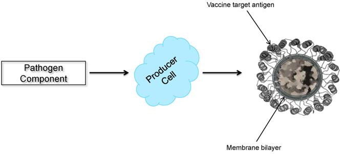 Schematic diagram of enveloped VLP production