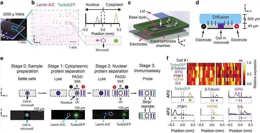 Western Blotting Using Microfluidics Protocol - Creative Diagnostics