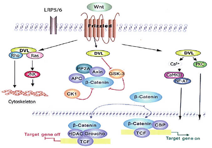 GSK3B Products - Creative Diagnostics